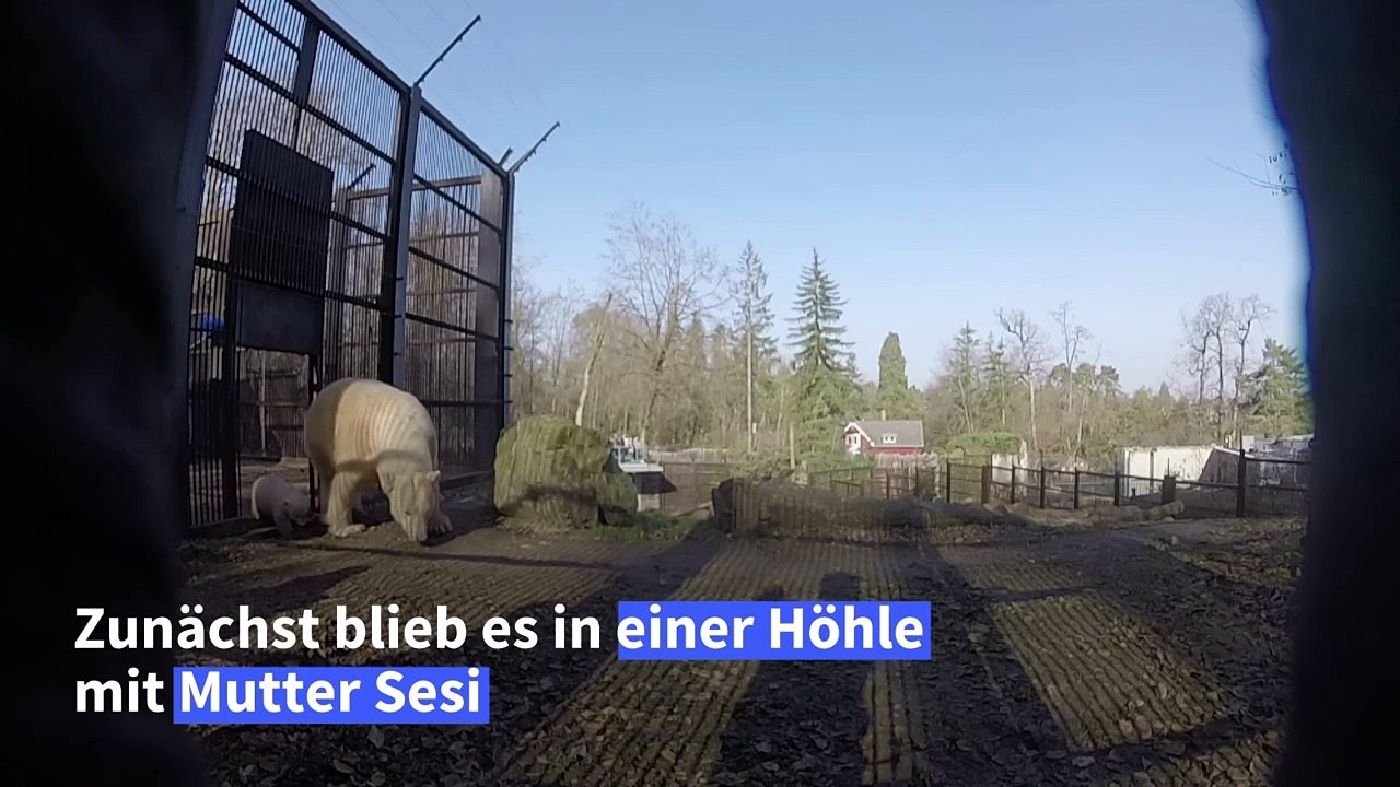 Hallo Welt! Eisbärenbaby erkundet Gehege in Mülhausen