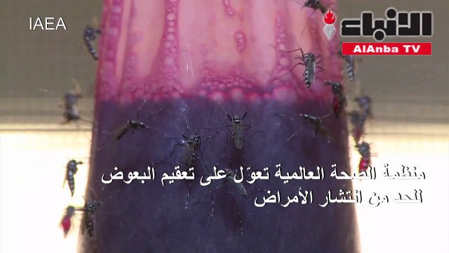 منظمة الصحة العالمية تعول على تعقيم البعوض للحد من انتشار الأمراض