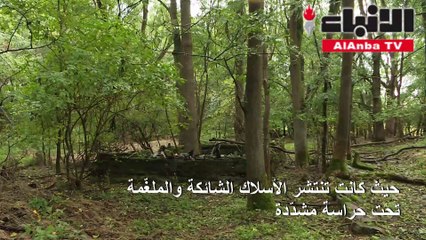الستار الحديدييتحول إلى حزام أخضر عند الحدود بين شطري ألمانيا