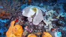 Environnement : en Martinique, une nouvelle menace plane sur les coraux entourant l'île