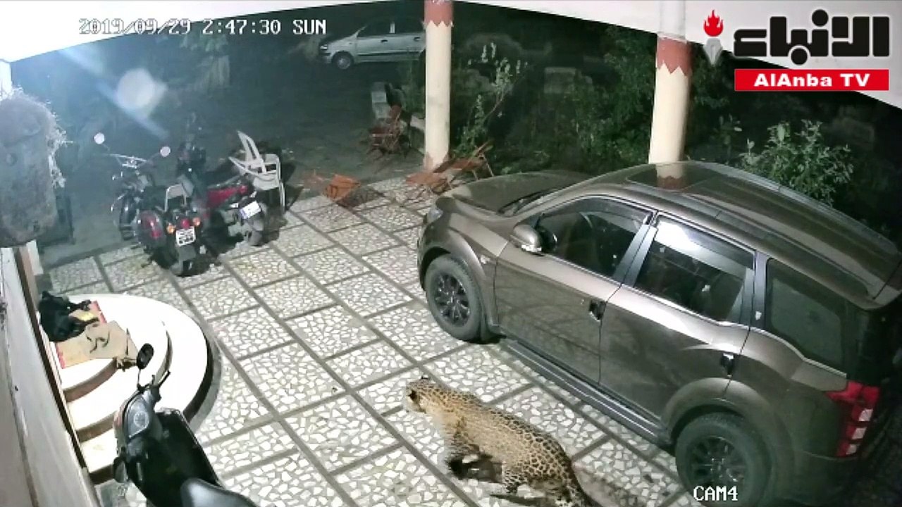 بالفيديو ماذا فعل كلب عندما أراد فهد افتراسه وهو نائم