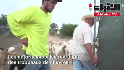 توظيف الماعز لمحاربة الحرائق في كاليفورنيا