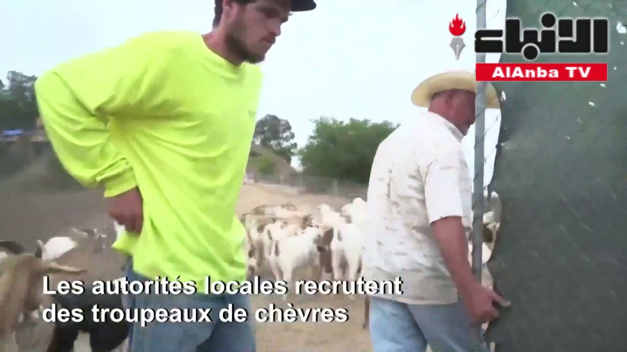 توظيف الماعز لمحاربة الحرائق في كاليفورنيا