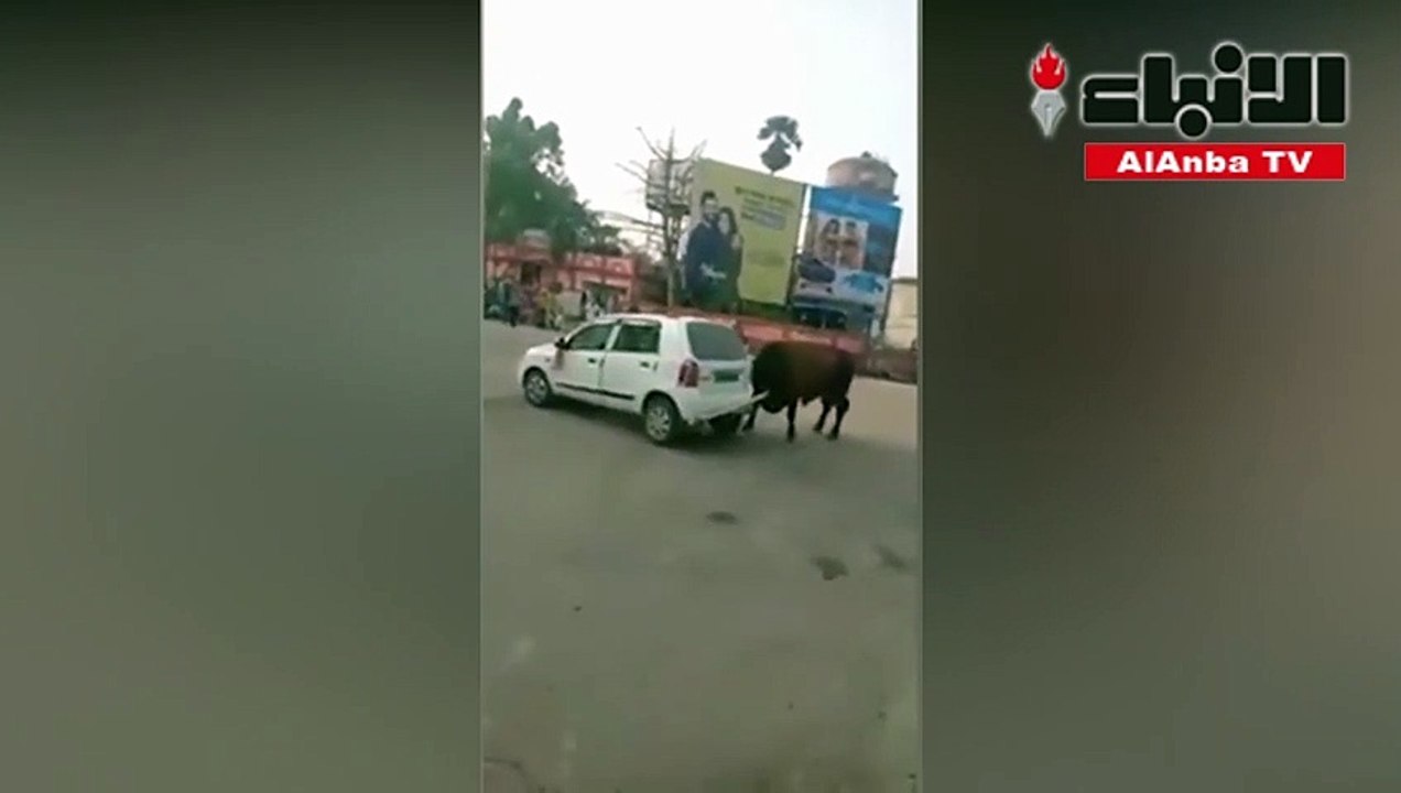 ثور