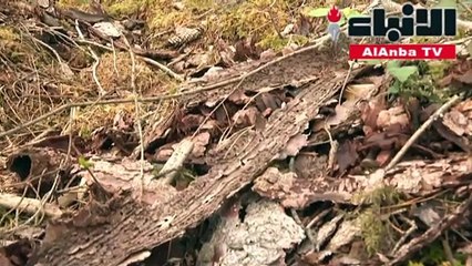 حشرات غازية تنشر أشجار الغابات في ألمانيا