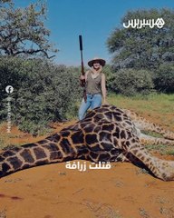 قلب زرافة هدية في عيد الحب