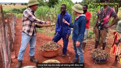 Quang Linh Vlogs | Hướng Dẫn Người Dân Châu Phi Trồng Khoai Tây Bỏ Phân Lân