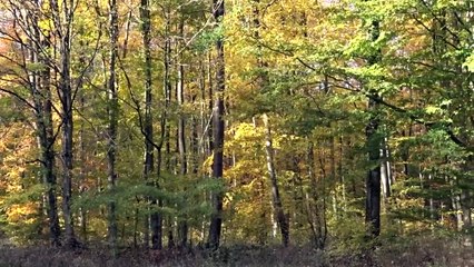 Des hommes et des plantes "Arbres et forêt" - épisode 18