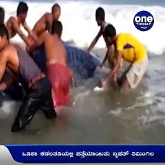 ಒಡಿಶಾ ಕಡಲತಡಿಯಲ್ಲಿ ಪತ್ತೆಯಾಯಿತು ಬೃಹತ್ ನೀಲಿ ತಿಮಿಂಗಿಲ..! | Oneindia Kannada