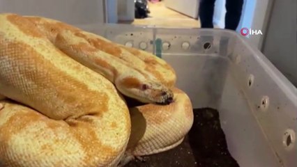 İstanbul'da hayvan kaçakçılığı operasyonu: Çok sayıda yılan, tarantula ve çin ejderi ele geçirildi