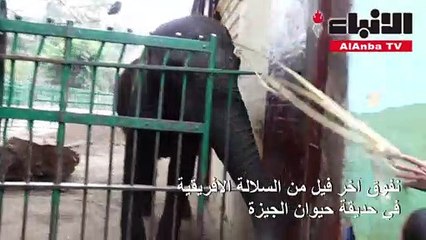 نفوق آخر فيل من السلالة الإفريقية في حديقة حيوان الجيزة