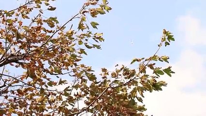 Going to the Beach - Funny Animated Film