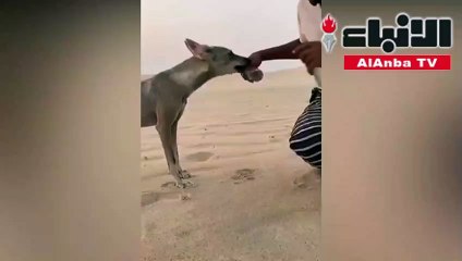 سعودي صادف ذئبا يهيم عطشا شاهد ما حدث حتى النهاية