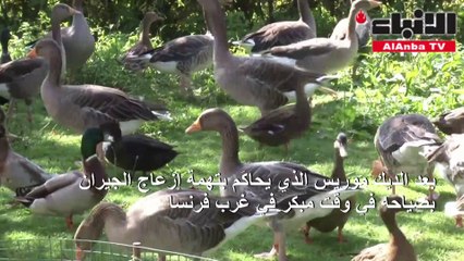 محاكمة طيور بط بتهمة إزعاج الجيران بصوتها المرتفع في فرنسا