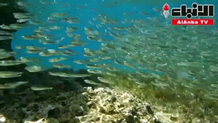 لوحة فنية تشكلها الأسماك بالمياه القبرصية