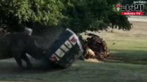 بالفيديو وحيد قرن في ألمانيا يهاجم سيارة ويقلبها عدة مرات في مشهد مرعب ونجاه قائدتها بأعجوبة
