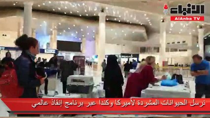 قصة مقيمة في الكويت حولت منزلها إلى ملجأ لإنقاذ القطط والكلاب الضالة!