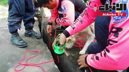 كلبة تستنجد بالبشر لانقاذ جرائها