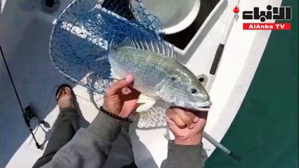 الصفار التشخيط يلفت انتباه الأسماك ويستفزها