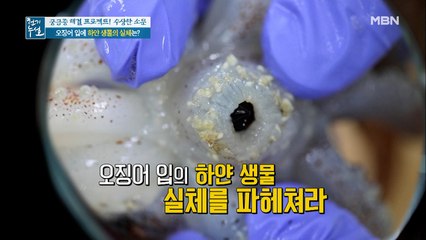 오징어 입에 하얀 생물의 정체는?