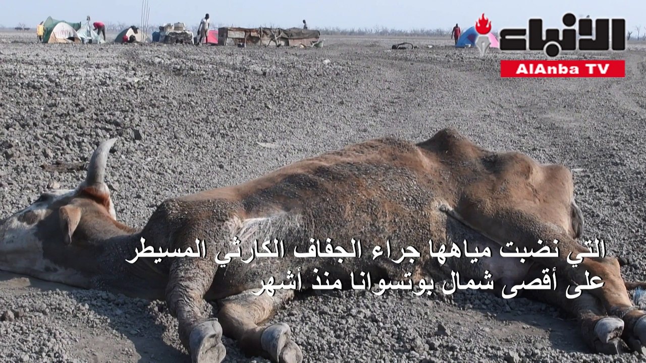 حيوانات فرس نهر ورؤوس ماشية تعلق في وحول بحيرة بسبب الجفاف في بوتسوانا