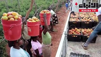 زالوميس.. من ممرضة لأبرز مزارعي الطماطم بزامبيا