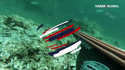 Çanakkale Boğazı'nda bir yunus ters yüzerken görüntülendi, video büyük ilgi çekti