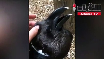 أرنب أم غراب؟ الحيرة تضرب رواد تويتر