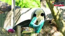 بالفيديو باندا عملاق نادر يحتفل بعيده الرابع في حديقة حيوانات واشنطن
