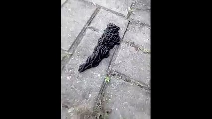 Worm monster? Giant black bug in Brazil is actually HUNDREDS of insects working as one
