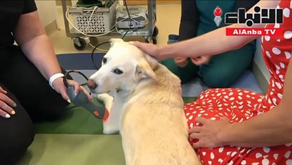 أميركا تنفق 75 مليار دولار في العام لرعاية الحيوانات الأليفة1