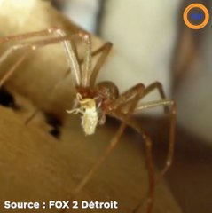 La bibliothèque de l'Université du Michigan fermée après la découverte d'araignées venimeuses