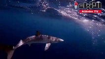 أسماك القرش في البحر الأبيض المتوسط معرضة لخطرالاختفاءمنه