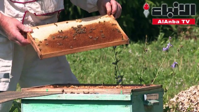 نفوق أعداد كبيرة من النحل في روسيا