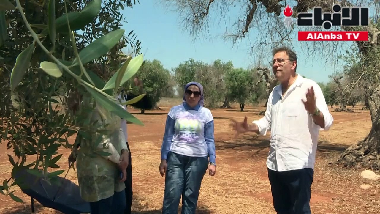 الزيتون