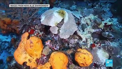 Water pollution: Martinique's coral reef threatened by bacterial infection