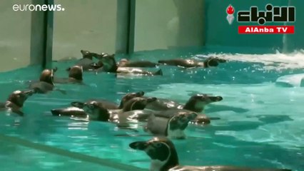 طيور البطريق منتعشة فيما درجات الحرارة ترتفع في بلغراد