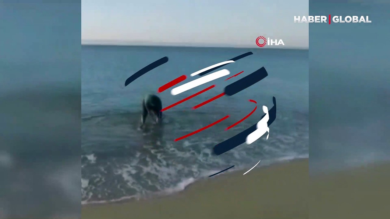 Dev akya balığını olta ile yakaladı! Oltası kopmasın diye balığı elleriyle sahile çekti