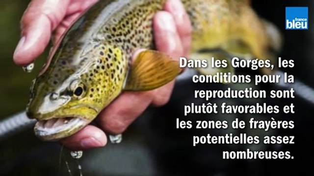 Le mystère des truites fario dans les Gorges de l'Ardèche