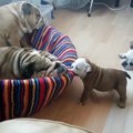 Adorable : ce chiot embête ses parents pendant leur sieste