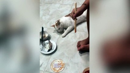 下载视频: Hilarant : quand ton chat tente de voler ton repas