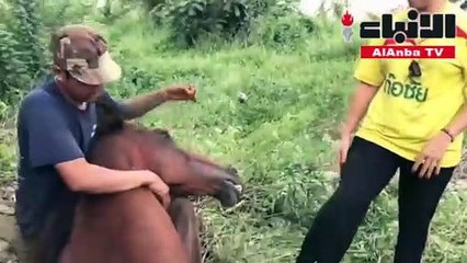 بعد السقوط في حفرة 3 ساعات لإنقاذ فرس عمياء في وضع مروع