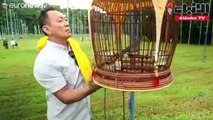 مسابقات غناء الطيور تنافس مسابقات غناء البشر في سنغافورة!