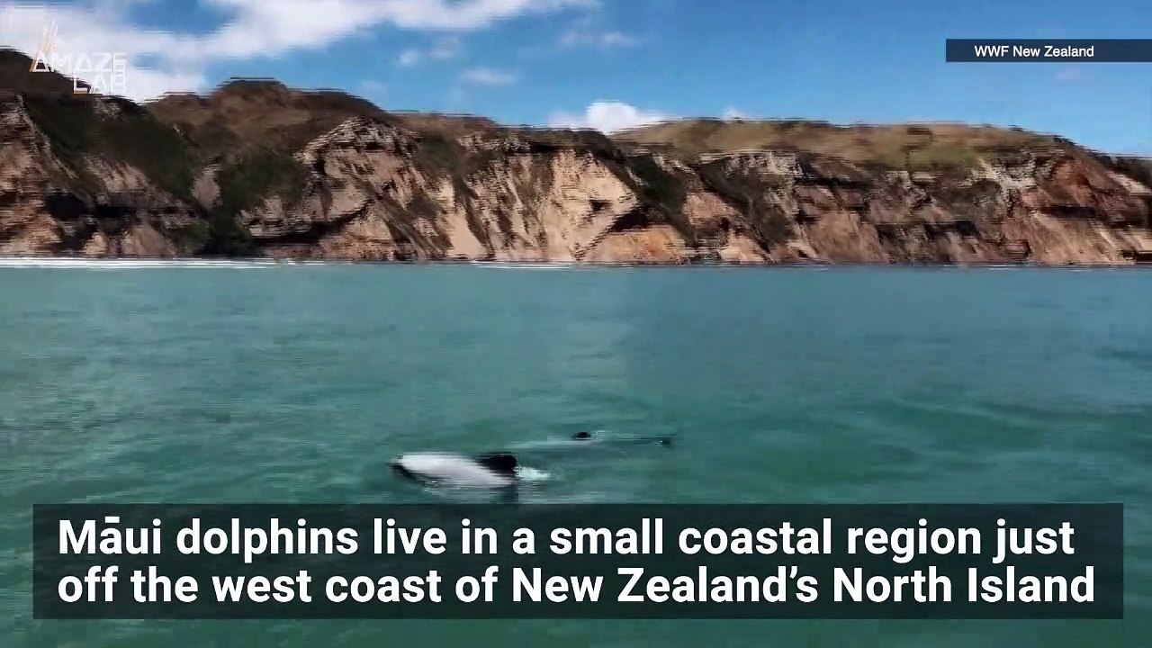 AI-Powered Drone Project Hopes to Protect One of the World’s Most Endangered Dolphins