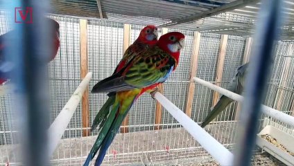 Historic Parisian Bird Market Operating Since 1808 To Permanently Close