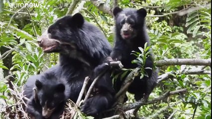 شاهد- مزارع ينذر حياته لرعاية وحماية دببة الأنديز في الإكوادور…