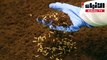 مزرعة يرقات ذباب في هولندا لزيادة إنتاج البروتين في الأعلاف