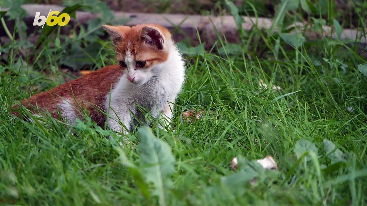 Why Cats Sleep With Their Head Up and Other Sle...