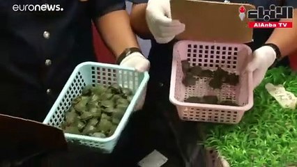 احباط محاولة تهريب أكثر من 5 آلاف سلحفاةحمراء الأذنينفي ماليزيا