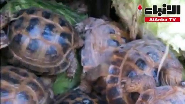 محاولة تهريب 4100 سلحفاة نادرة إلى روسيا